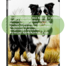 Чехол для iPad 10.2, Бордер-колли