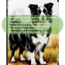 Чехол для iPad 10.2, Бордер-колли