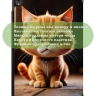 Чехол для Lenovo Tab P11 TB-J606, Tab P11 Plus TB-J616 - 11 дюймов, Злой кот